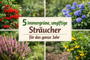 5 immergrüne, ungiftige Sträucher für das ganze Jahr