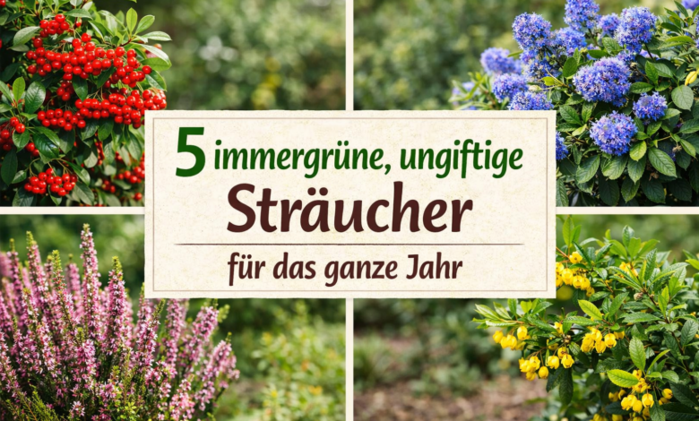 5 immergrüne, ungiftige Sträucher für das ganze Jahr