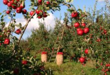 Apfelbaum Düngen mit Kaffeesatz - So geht's richtig