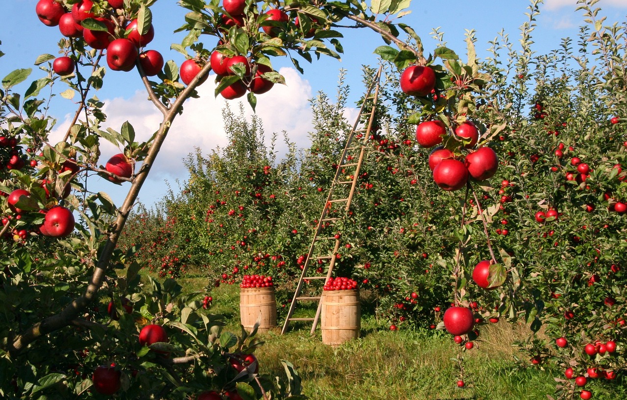 Apfelbaum Düngen mit Kaffeesatz - So geht's richtig