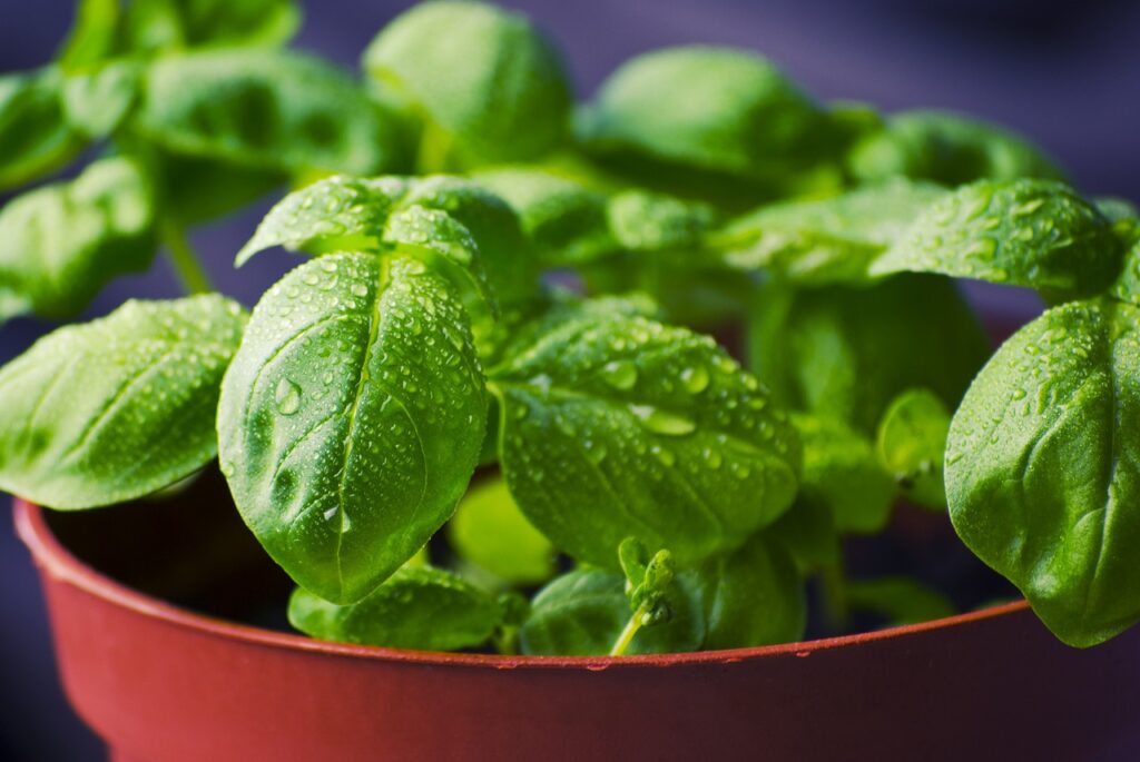 Ist Basilkum krebserregend oder ein Gesundheitsbooster?