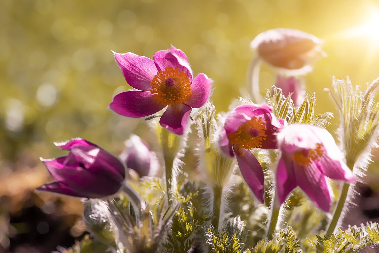 Frühlingszeit ist Gartenzeit! Erfahren Sie, wie Sie Ihren Garten erblühen lassen