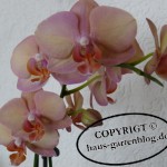 Orchideen - Phalaenopsis
