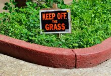 So verhindern Sie das Übergreifen von Unkraut auf den Rasen