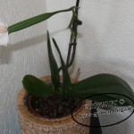 Orchideen - Samenkapsel der Phalaenopsis
