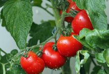 Kann man im Juli noch Tomaten pflanzen?