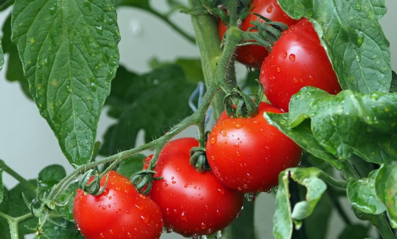 Kann man im Juli noch Tomaten pflanzen?