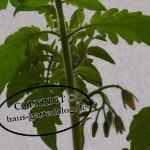 Tomatenblüten