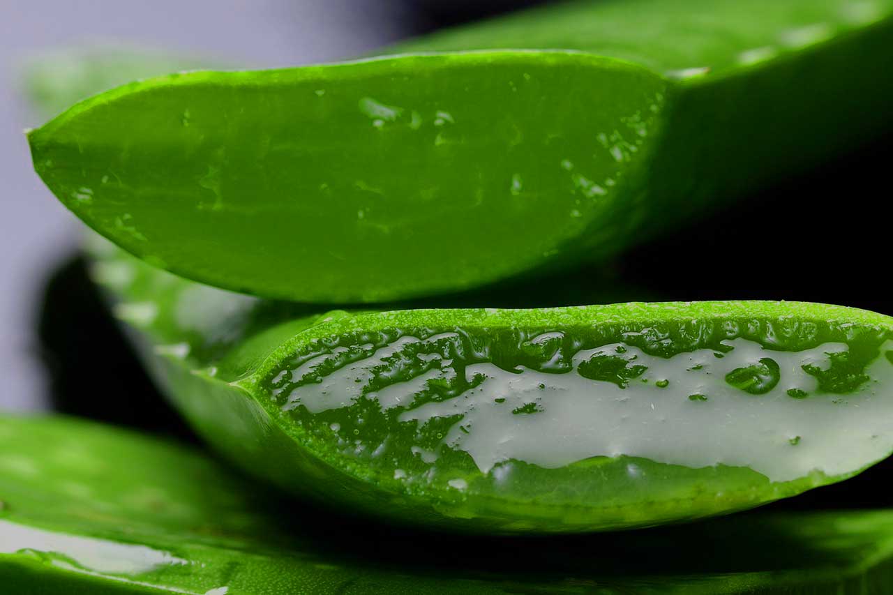 Aloe Vera Zucht und Vermehrung für die private Apotheke