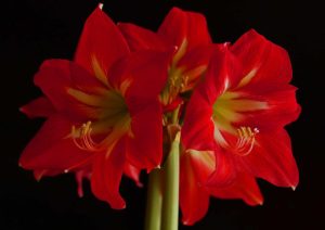 Die Amaryllis: Ein Blickfang im Winter