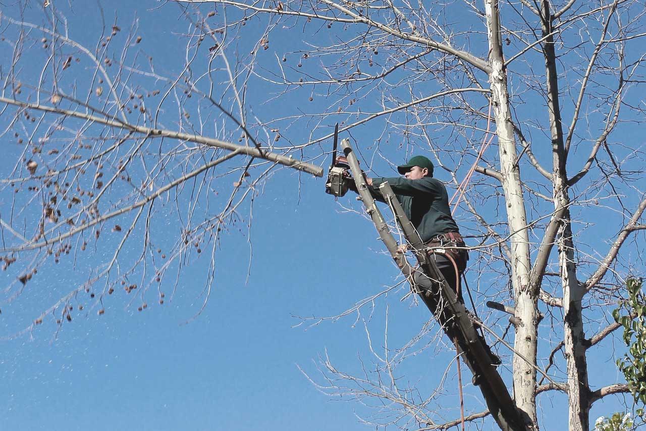 Bäume sicher beschneiden - So pflegen Sie den Baum risikolos
