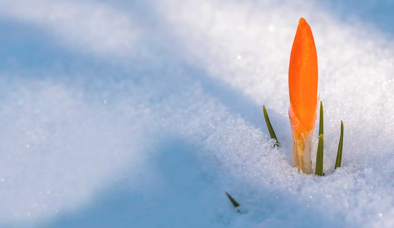 Blumenzwiebeln vor dem ersten Frost pflanzen - Tipps und Tricks