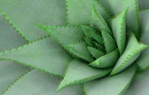 Das Brutblatt auf der Fensterbank