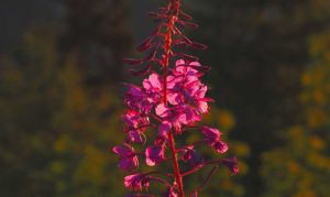 Die Eberraute – Einst fast vergessen und nun wieder im Kommen