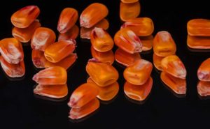 Erdbeermais im Garten – Alles was Sie wissen müssen