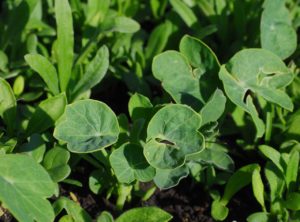 Die ersten Aussaaten