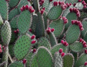 Der Feigenkaktus (Opuntia ficus indica)