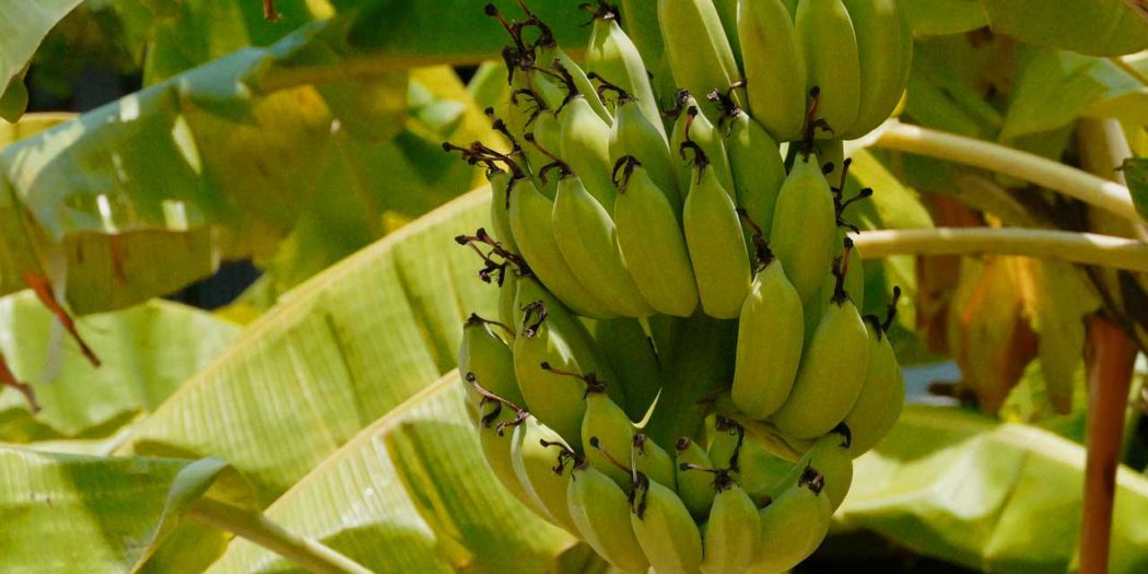 Wo Kommt Die Banane Her Herkunft Banane - Wo kommt die krumme Frucht eigentlich her?