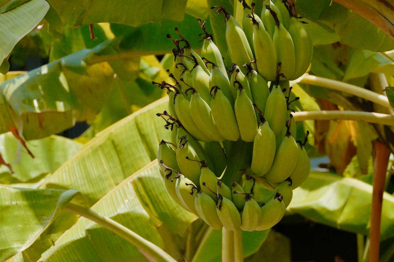 Herkunft Banane - Anbau im tropischen Regionen