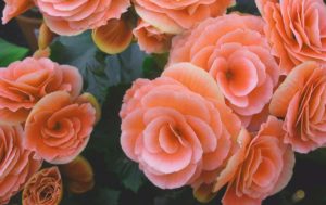 Wissenswertes über die Korallenbegonie – Pflege und Vermehrung