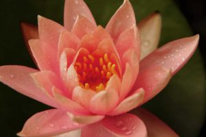 Die Lotosblume – eine faszinierende Schönheit