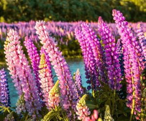 Die Lupine – eine pflegeleichte Staude