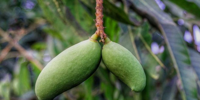 Mango selbst ziehen Eine MangoFrucht im Haushalt züchten