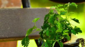 Die Mimose als Zimmerpflanze