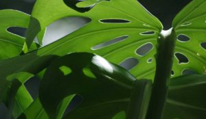 Monstera aus Samen ziehen – Die ultimative Anleitung