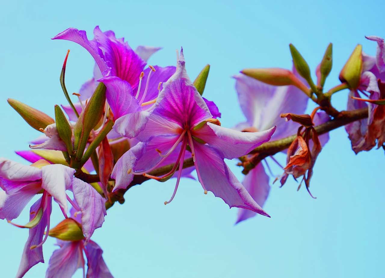 Orchideenbaum
