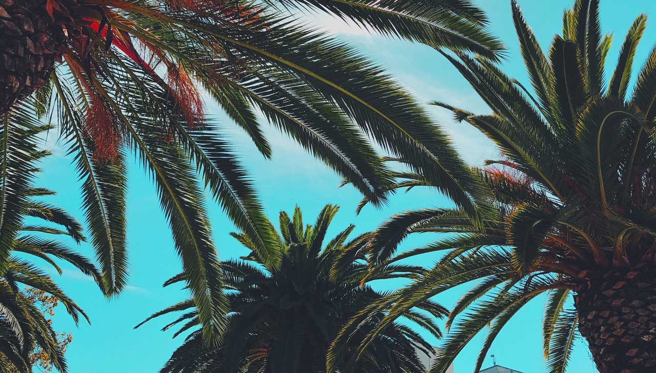 Palmen Zimmerpflanze für den exotisch-tropischen Flair zuhause