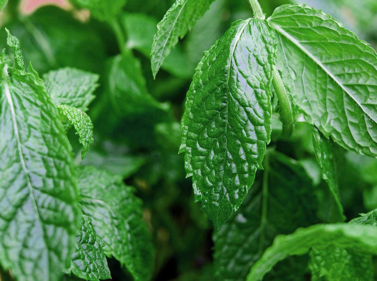 Pfefferminze im Garten anbauen und als Heilpflanze verwenden