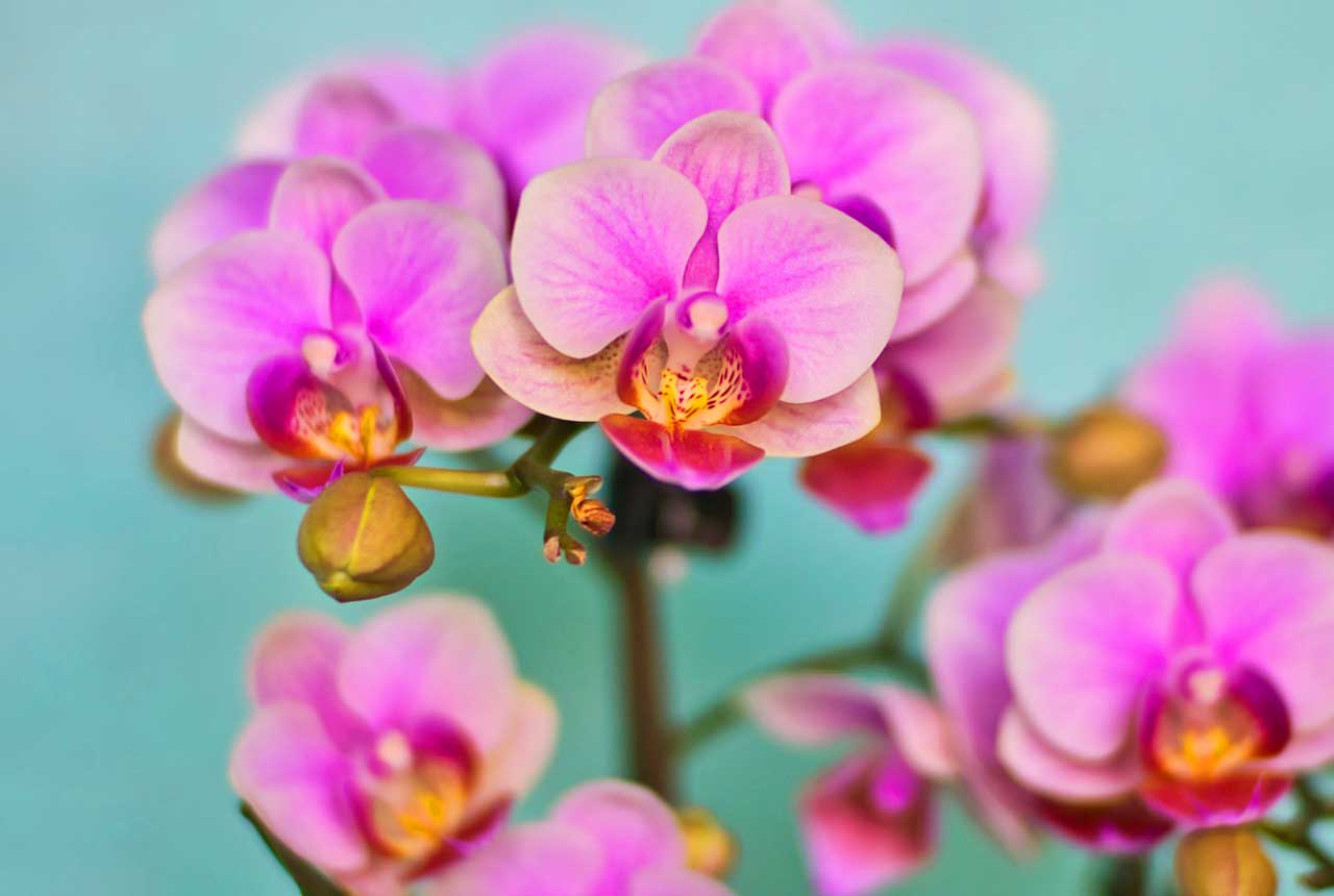 Phalaenopsis - Orchideen als beliebteste Zimmerpflanze