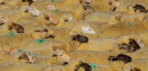 Schafwolle als Dünger im Garten