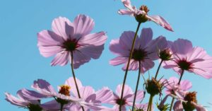 Schmuckkörbchen im Garten – Aufzucht und Pflege