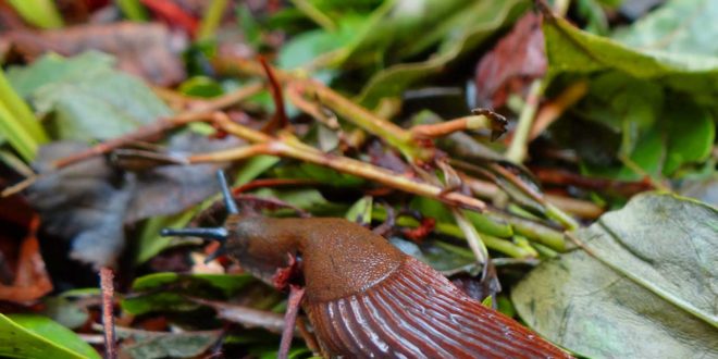 Schnecken Im Garten Naturliche Methoden Um Knabberer Zu Vertreiben