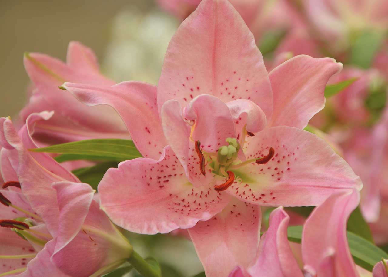Seramis für Orchideen - Welche Wirkung können wir verzeichnen?