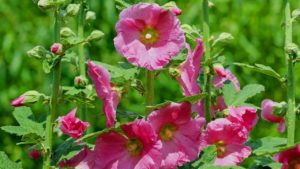 Stockrosen, ein pflegeleichter Blickfang