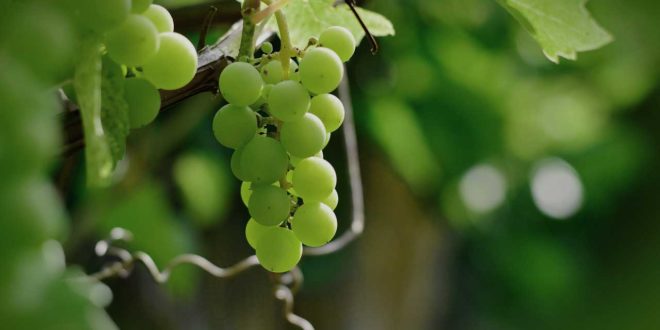 Weintrauben Im Eigenen Garten Anbauen Pflanzen Und Pflege