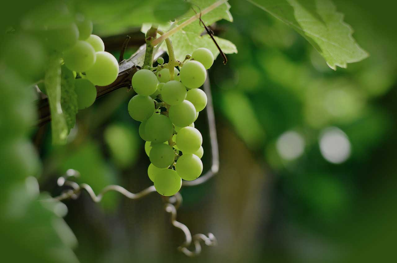 Weintrauben im eigenen Garten anbauen