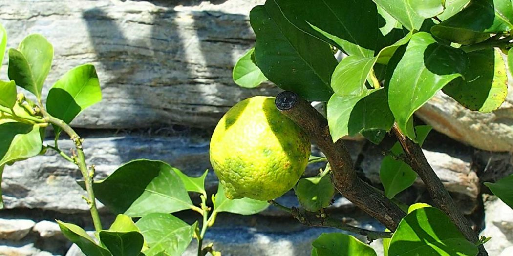 Zitronenbäumchen ziehen - Ein Baum aus einem Kern heraus: Geht das?