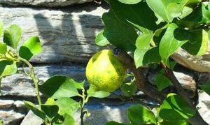 Aus einem Kern ein Zitronenbäumchen ziehen