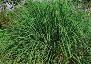 Zitronengras anbauen im heimischen Garten