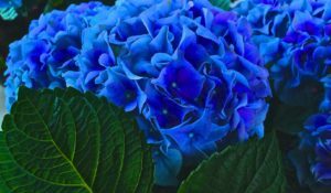 Zuckerhortensie im Garten